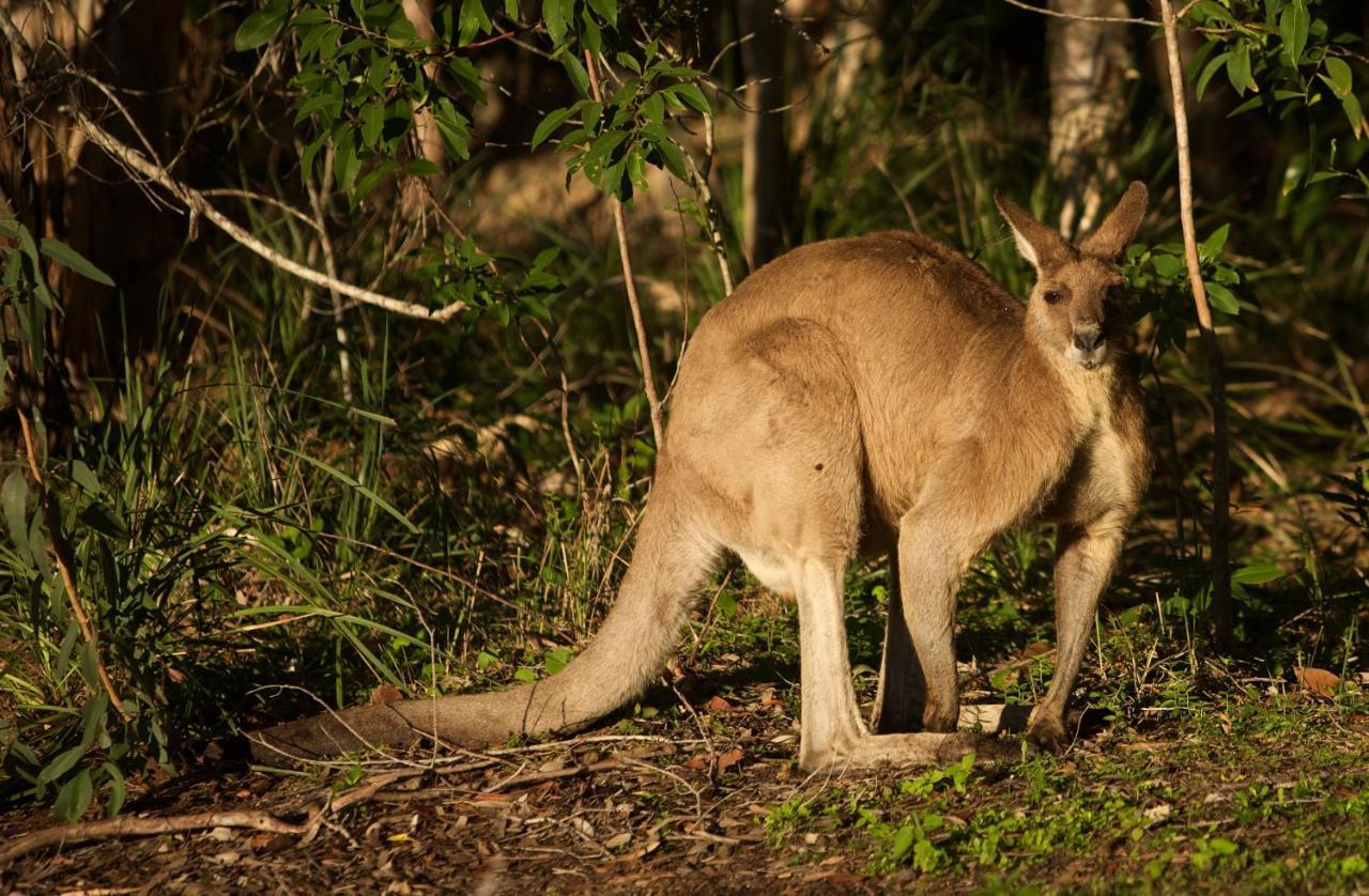 Lake Weyba Cottages Noosa ペレジアンビーチ エクステリア 写真